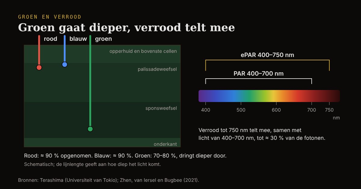 Schematische bladdoorsnede waarin rood en blauw licht bovenin worden opgenomen en groen dieper doordringt, naast een spectrumbalk met PAR van 400 tot 700 nm en ePAR tot 750 nm