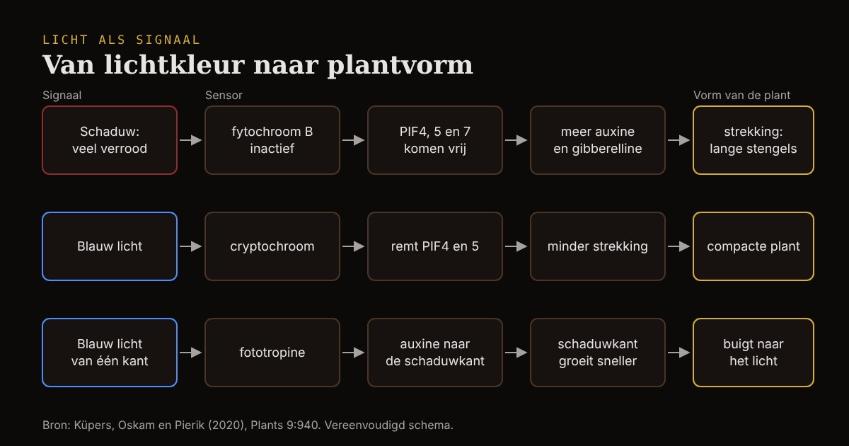 Drie ketens: schaduw met veel verrood maakt fytochroom B inactief en laat de plant strekken; blauw licht via cryptochroom houdt de plant compact; blauw licht van één kant laat de plant via fototropine naar het licht buigen