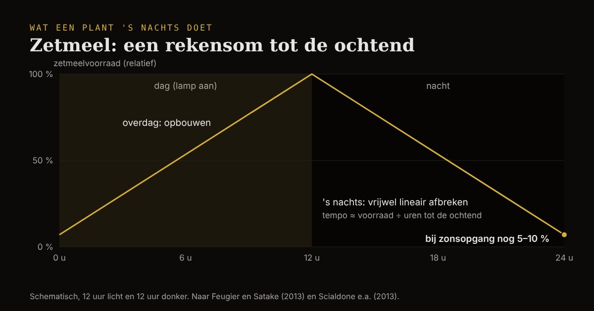 Schematische grafiek van de zetmeelvoorraad over 24 uur: overdag stijgt die, 's nachts daalt die vrijwel lineair tot er bij zonsopgang 5 tot 10 procent over is